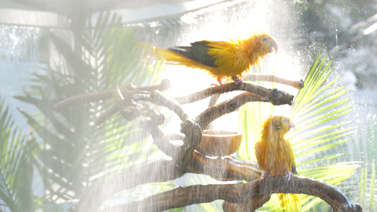 The earliest writings on the Golden Conure (Ararajuba, Guaruba guarouba)