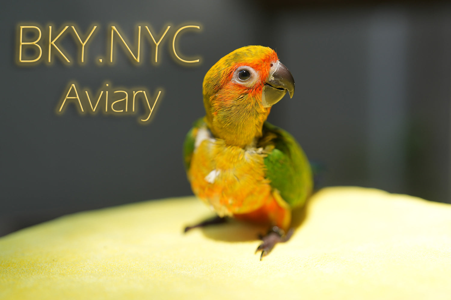 BKY NYC AVIARY Sun Conure baby sale